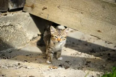 Photo of brown and white kitten standing in a space under a fallen wooden beam