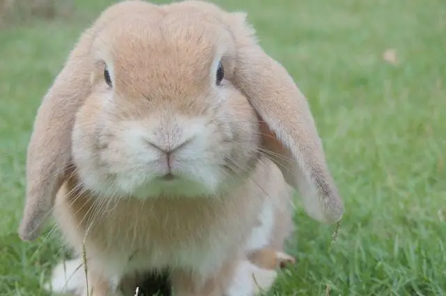 A light brown fluffy bunny with floppy ears sitting in the grass