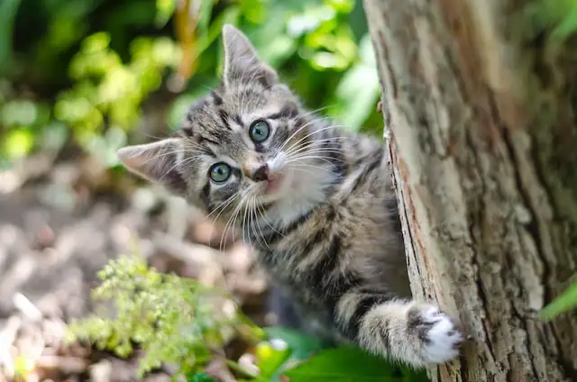 A kitten peeking out from behind a tree trunk with branches and leaves in the background.