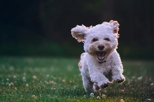 A small white dog running in a green grassy field